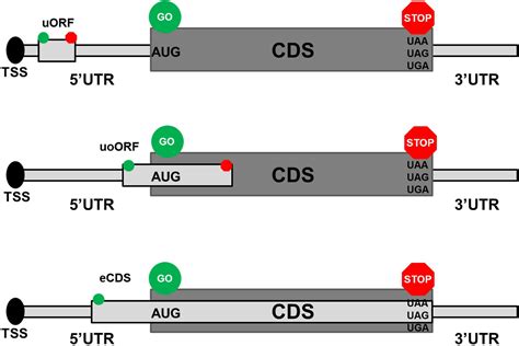 nts意思|基因序列中的一些名词区别（CDS、Exon、Intron、UTR、ORF、。